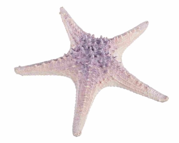 Decorazione Stella Marina Violetta 29,6x29x7cm in Resina – Bizzotto