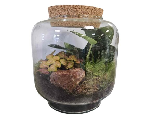 Terrario con Piante Mix