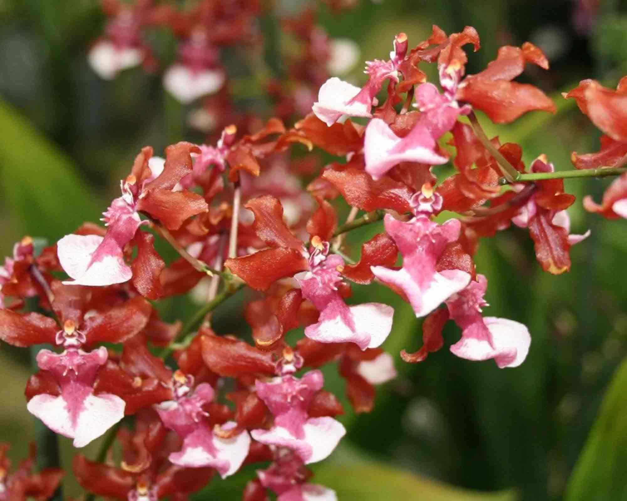 Orchidea Ballerina 2 Steli h55 12V - immagine 2