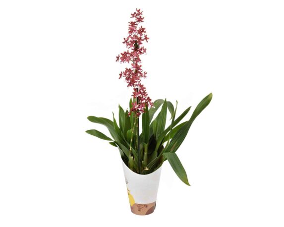 Orchidea Ballerina 2 Steli h55 12V