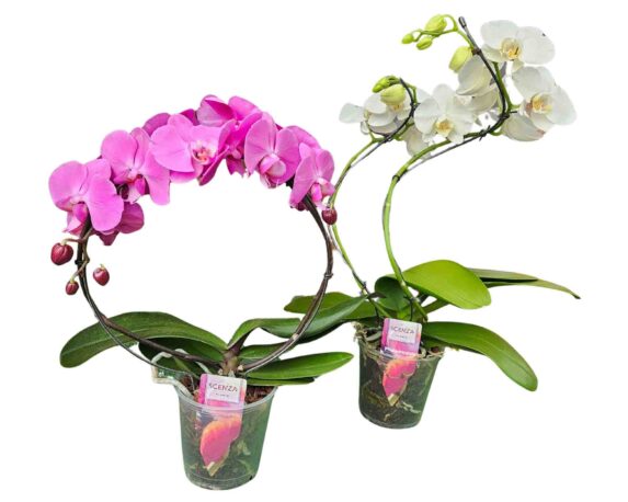 Orchidea Phalaenopsis Shape Mix