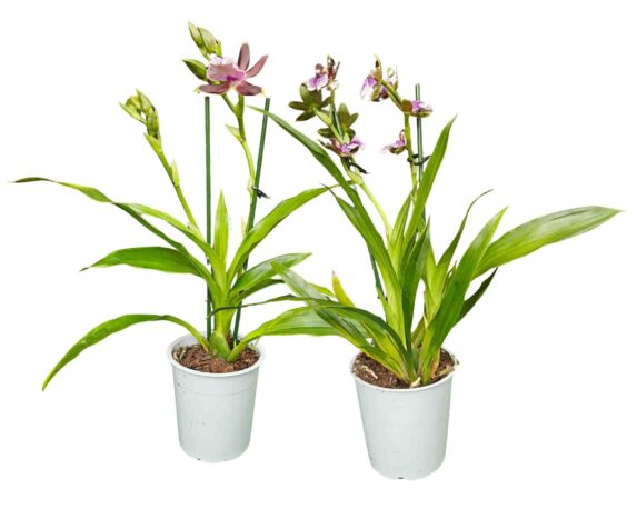 Orchidea Zygopetalum Louisendorf