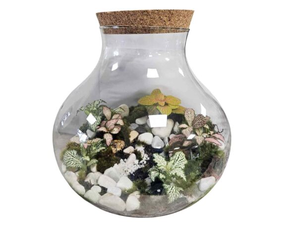 Terrario con Piante Mix