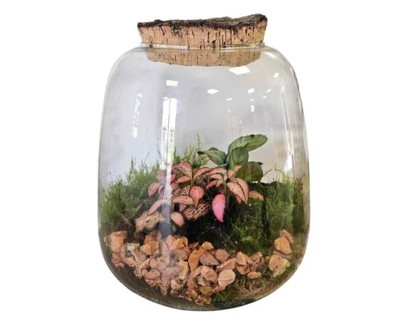 Terrario Hyperion con Piante Mix