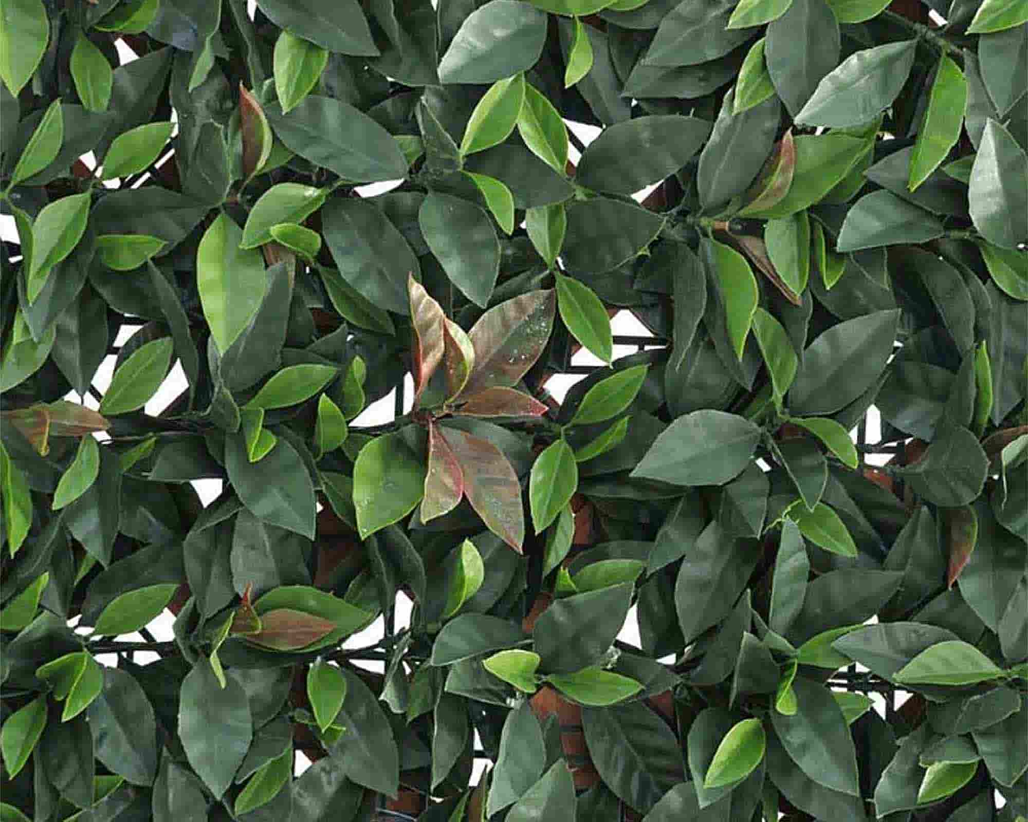 Pannello di Pianta Sintetico Photinia 100x50cm in Plastica – VerdeMax - immagine 2