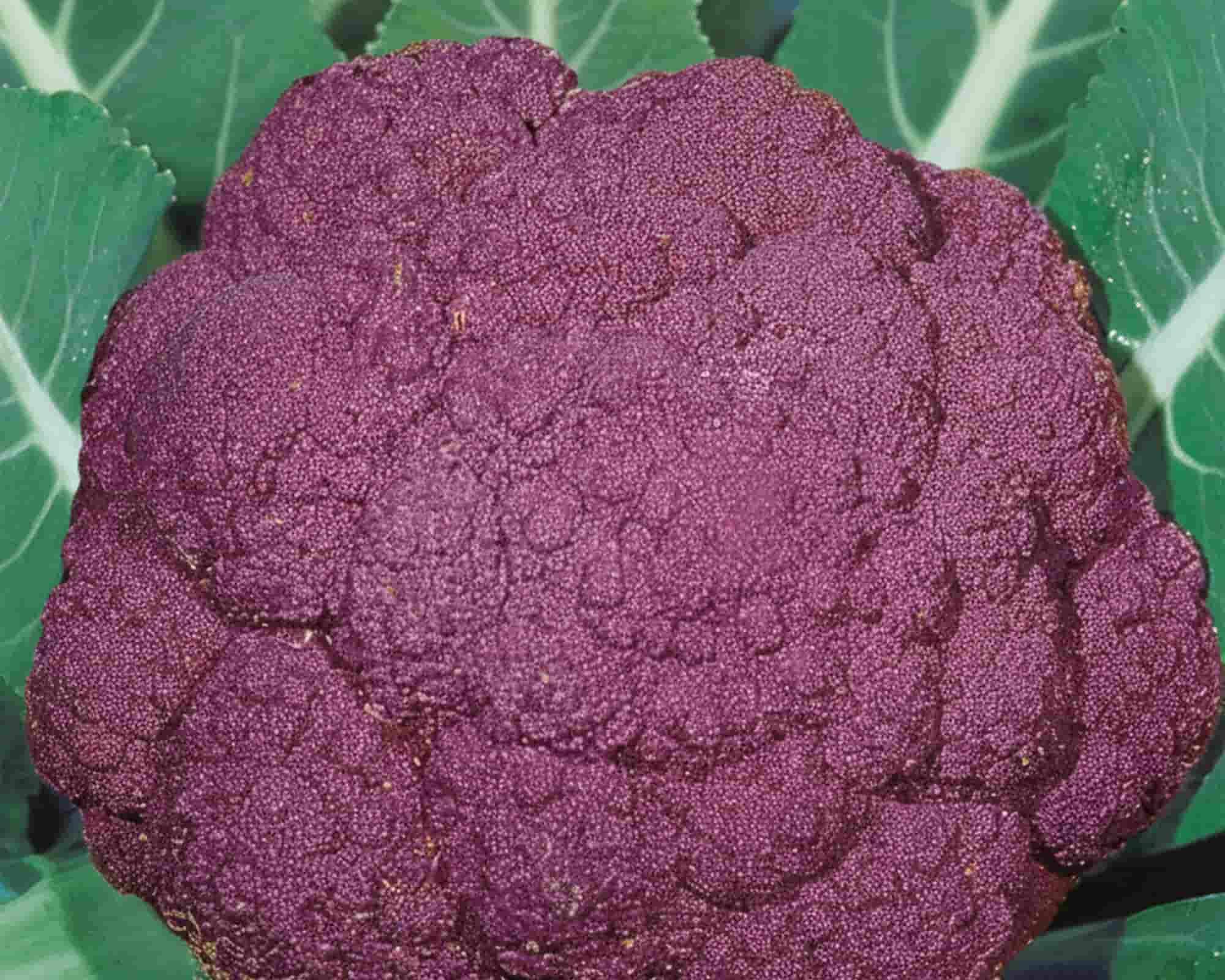 Semi di Cavolfiore di Sicilia Violetto Orto - Franchi sementi - immagine 3