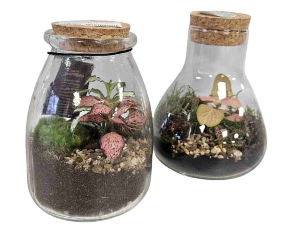 Terrario con Piante Mix