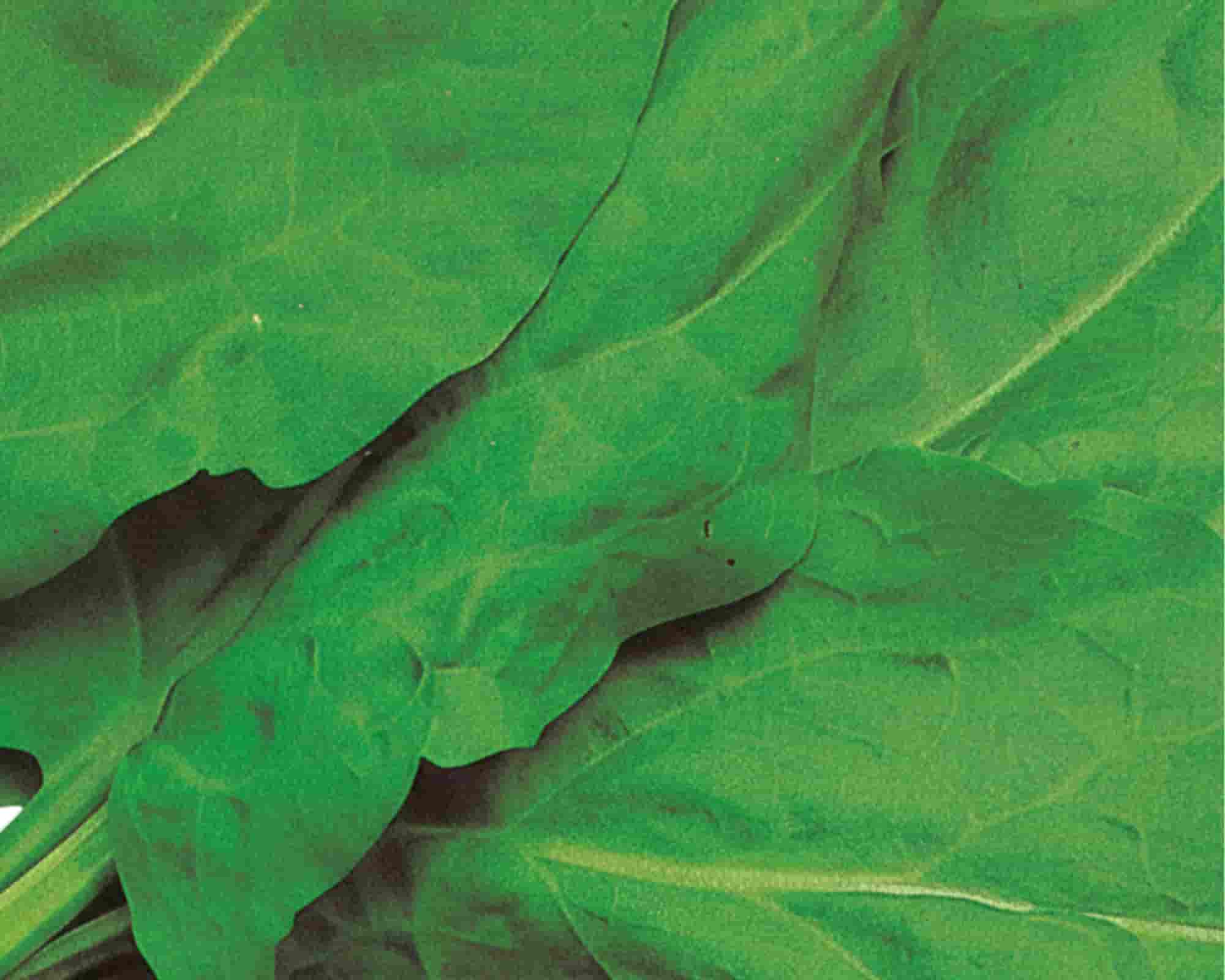 Semi di Acetosa Aromatiche Doppia Bustina - Franchi sementi - immagine 3