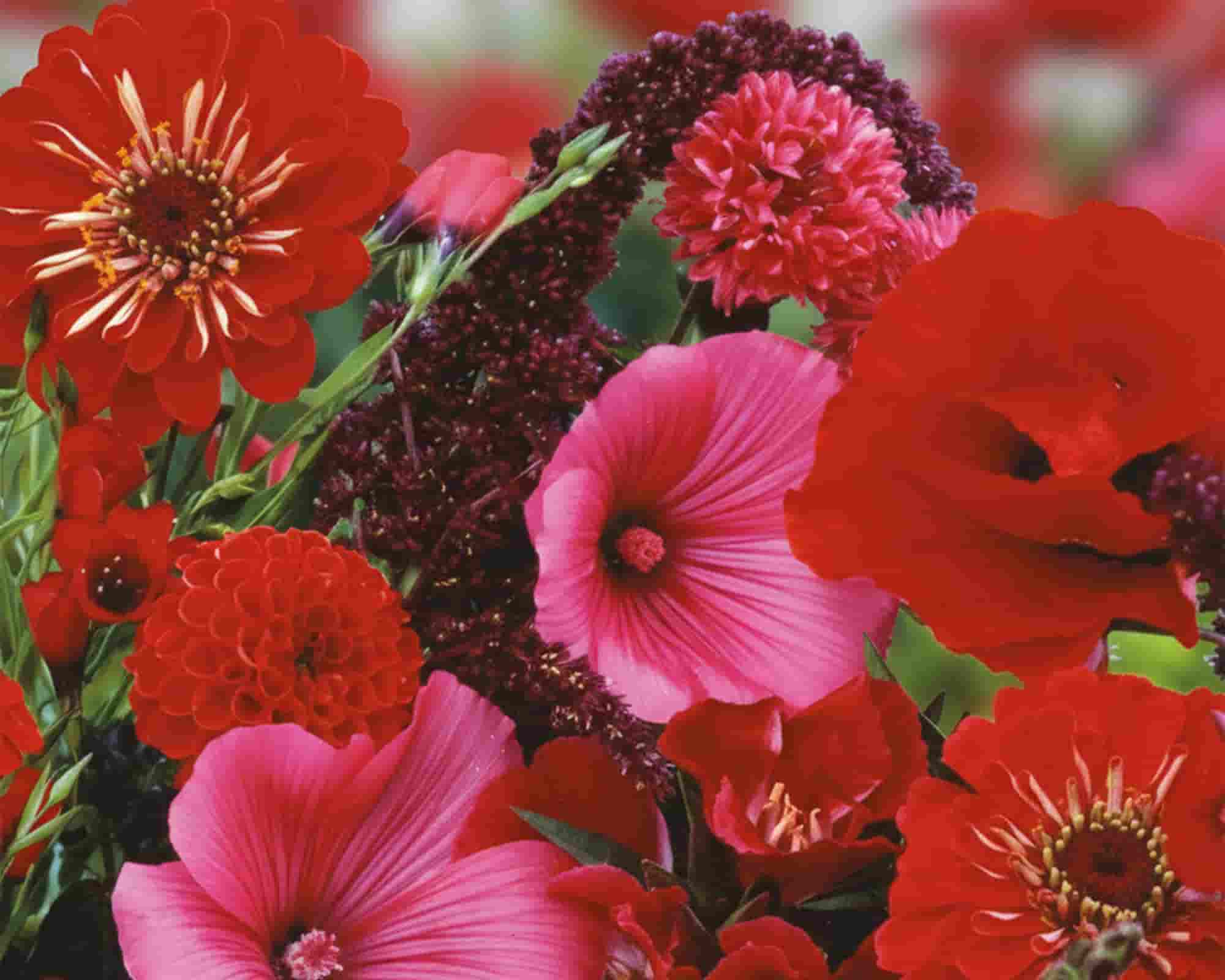 Semi di Fiori d’Estate Rossi Fiori Doppia Bustina - Franchi sementi - immagine 3