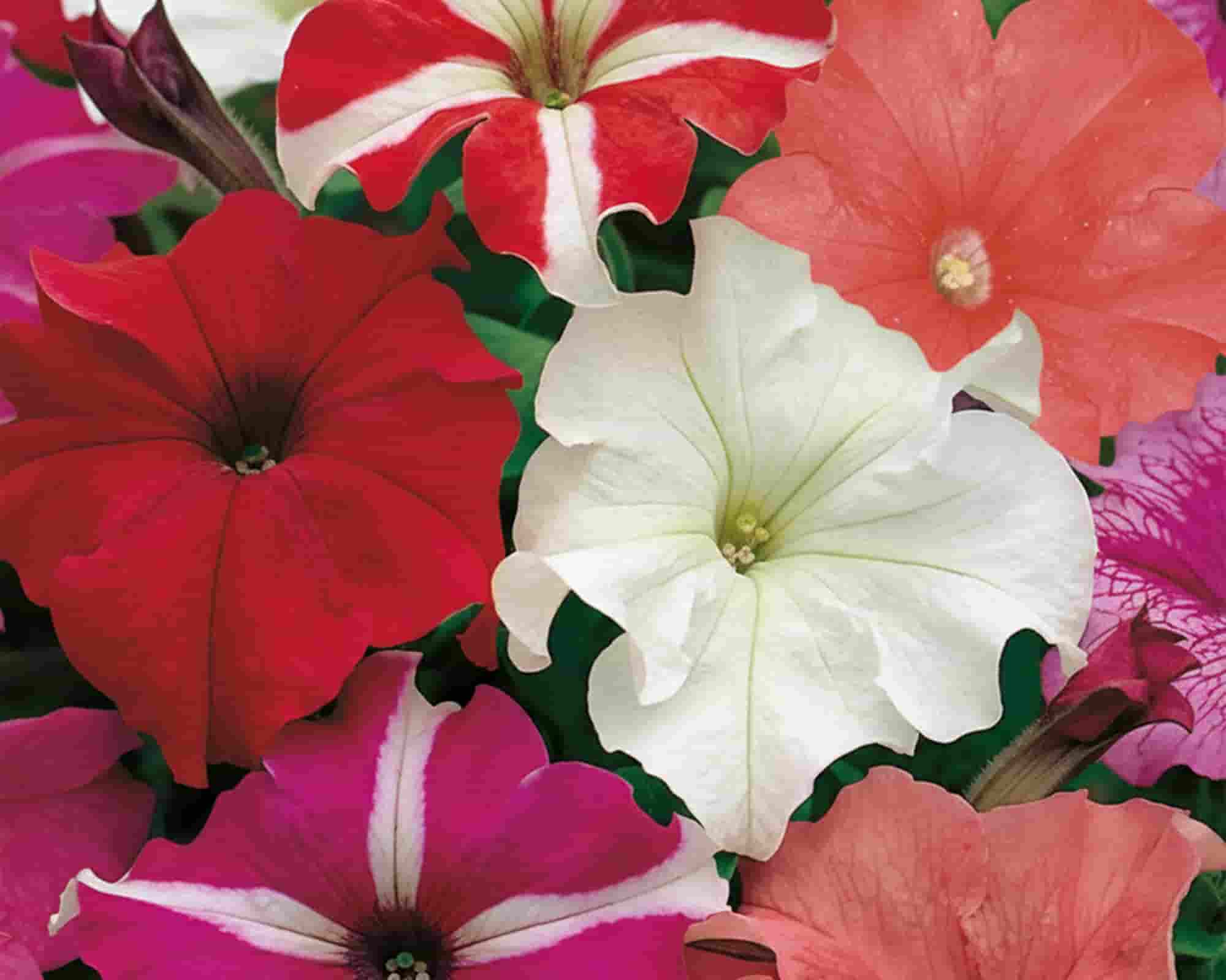 Semi di Petunia Nana Compatta Multicolor Fiori Doppia Bustina - Franchi sementi - immagine 3