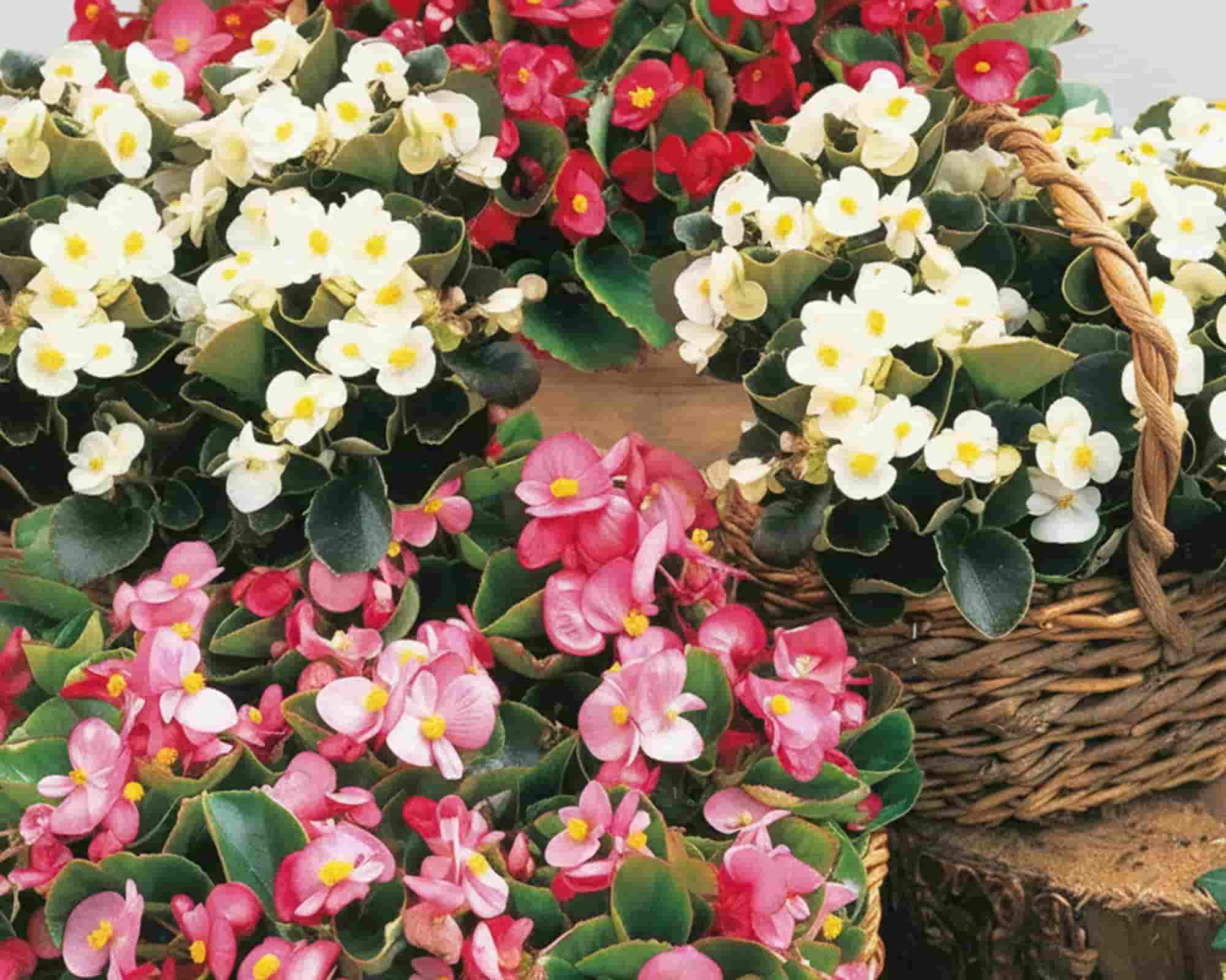 Semi di Begonia Semperflor Golden Line - Franchi sementi - immagine 3