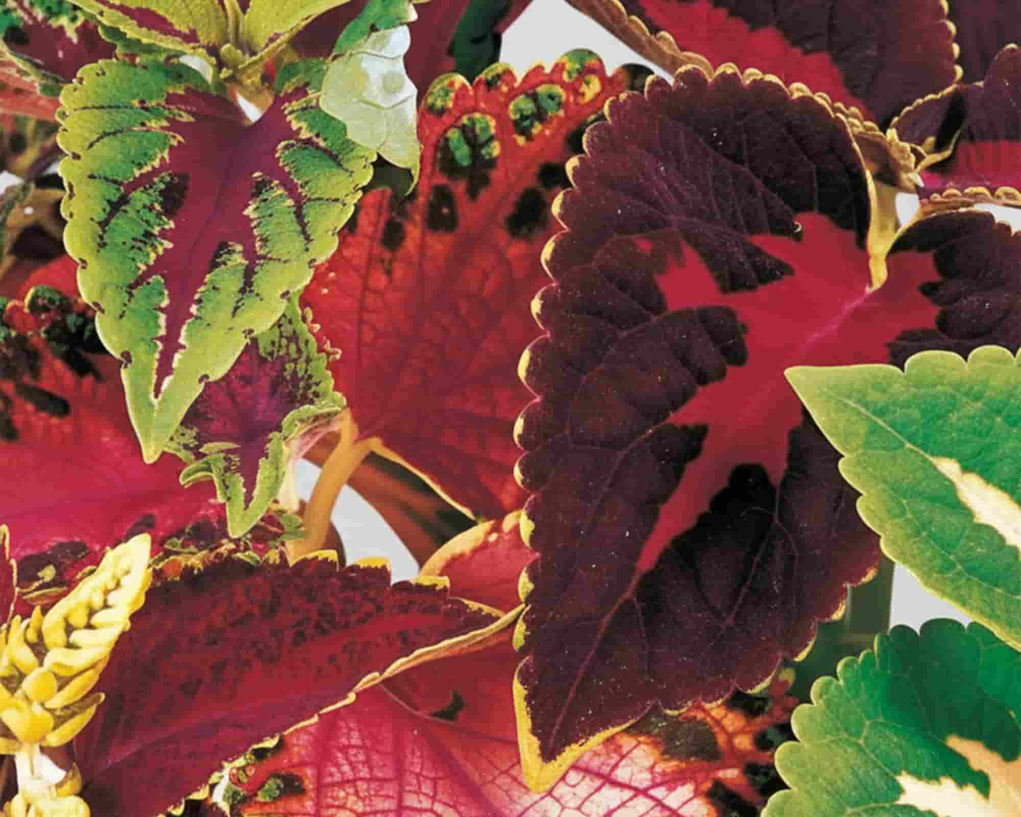 Semi di Coleus Grandi Fiori Golden Line - Franchi sementi - immagine 3