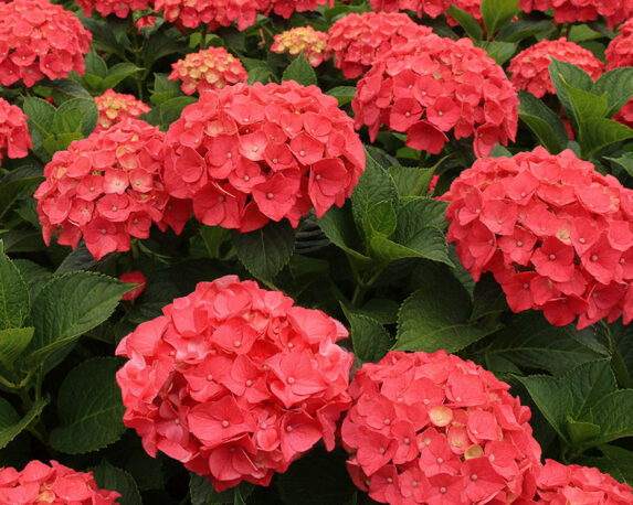 Ortensia Hydrangea Macrophylla Ningbo Rouge