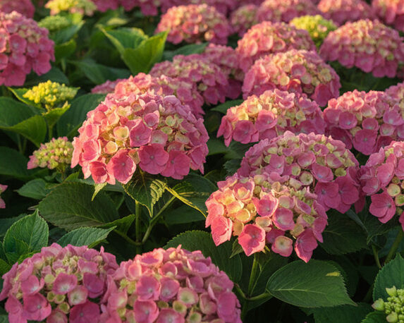 Ortensia Hydrangea Macrophylla Berlin Rose