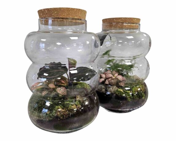 Terrario con Piante Mix