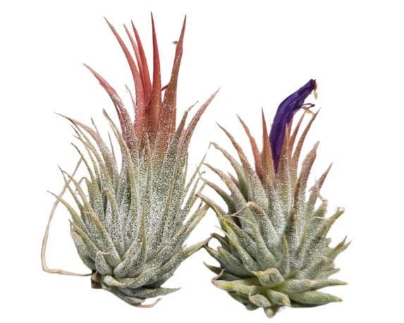 Tillandsia Ionantha Tazelnut