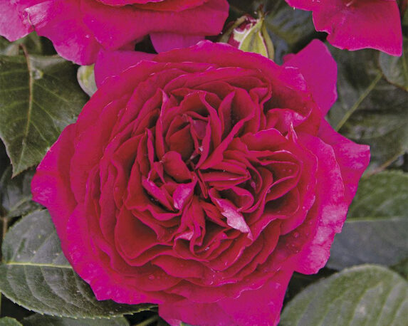 Rosa a Cespuglio Cardinal Carlo Maria Martini Le Toscane Rosso Carminio G/F – Barni