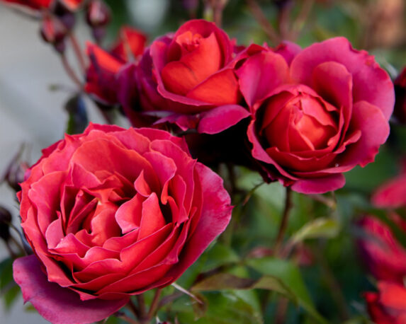 Rosa Hot Cocoa Arancio Cioccolato Rifiorente a Mazzi – Barni