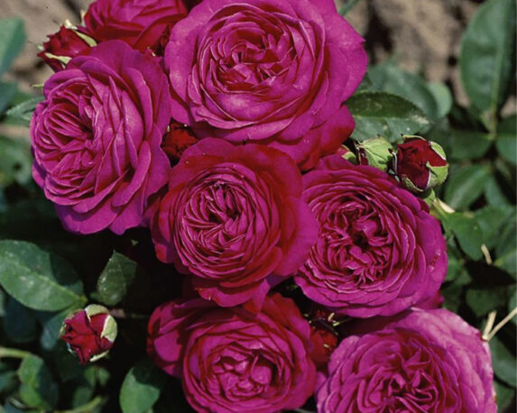 Rosa Heidi Klum Rifiorente – Barni