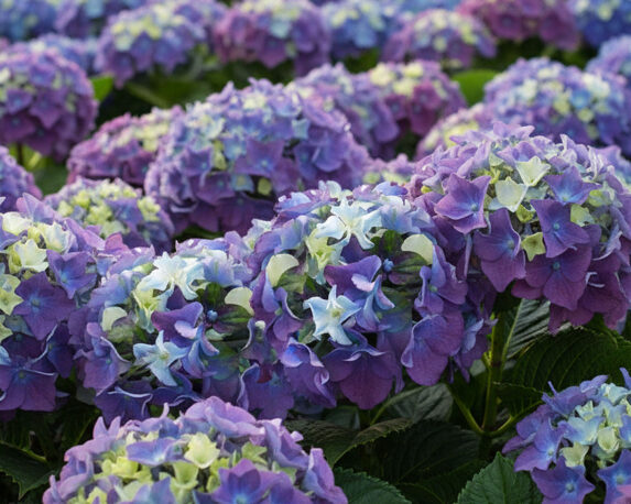 Ortensia Hydrangea Macrophylla Lady Mata Hari Bleu