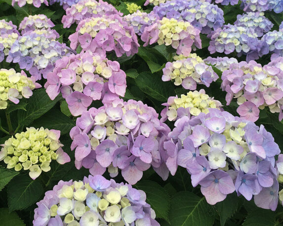 Ortensia Hydrangea Macrophylla Together Bleu