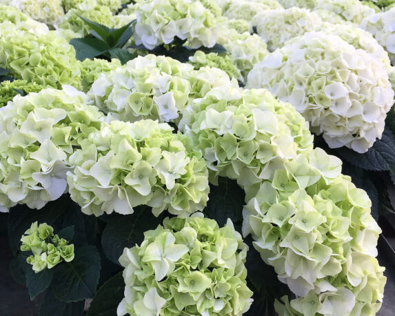 Ortensia Hydrangea Macrophylla Bright White