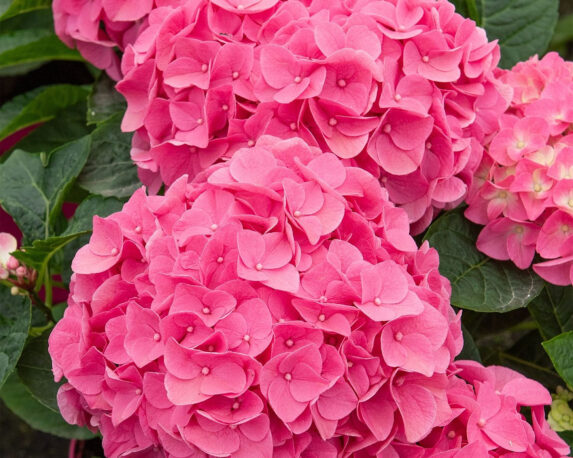 Ortensia Hydrangea Macrophylla Anda Rose