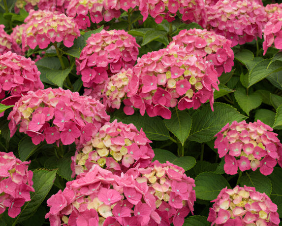 Ortensia Hydrangea Macrophylla Lady Mata Hari Rose