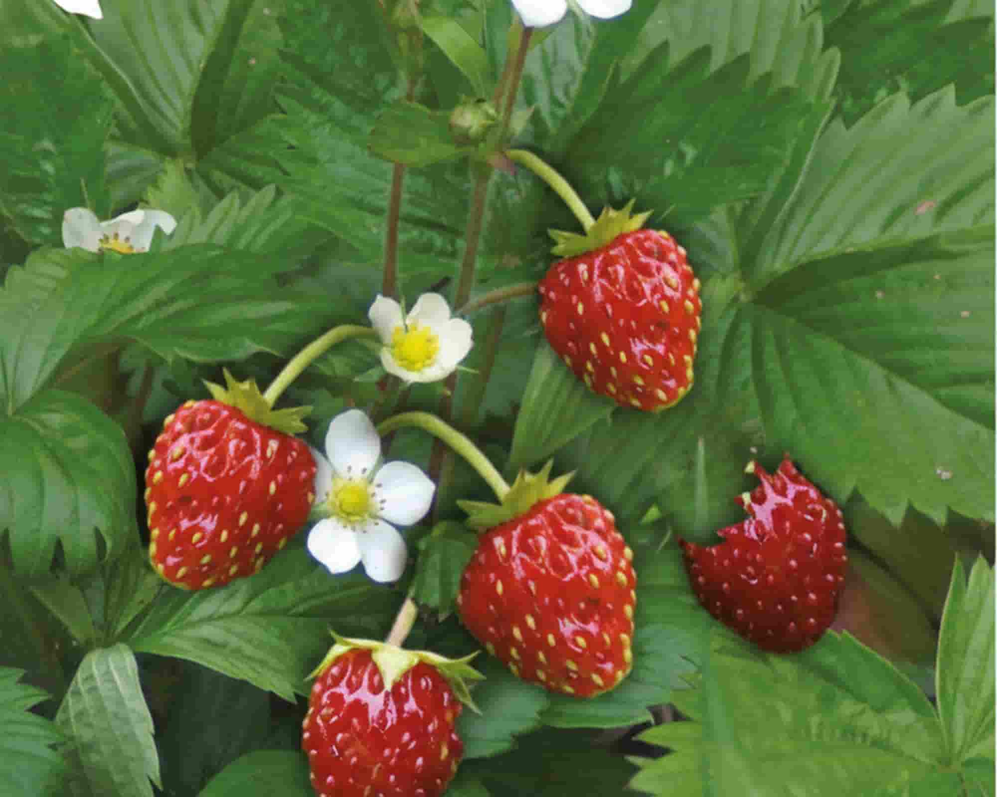 Semi di Fragola di Bosco Line Bizarre - Franchi sementi - immagine 3