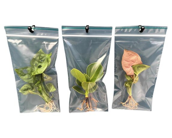 Pianta Verde Idroponica Mix S