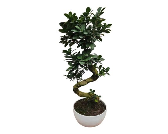 Bonsai Ficus Microcarpa Ginseng S-Shape