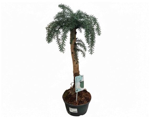 Bonsai Araucaria Cunninghamii