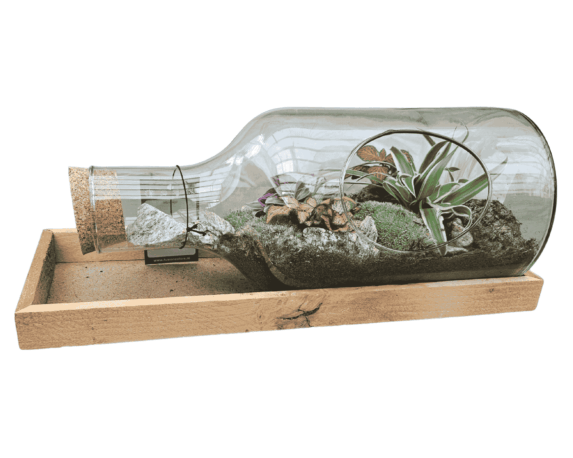 Terrario con Piante Mix