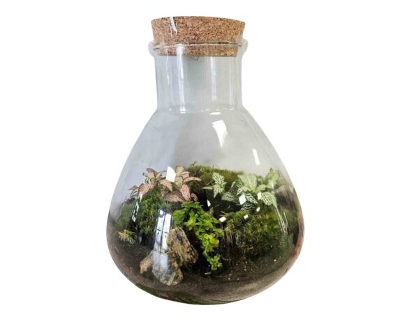 Terrario con Piante Mi