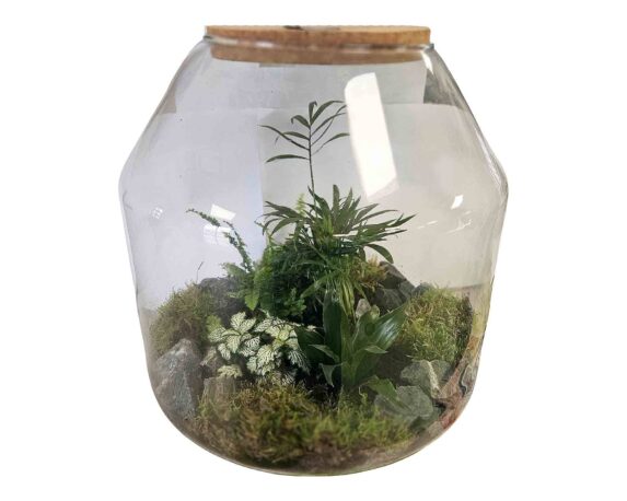 Terrario con Piante Mix