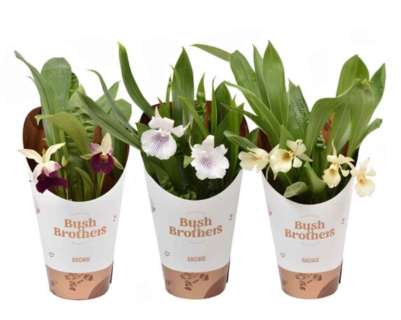 Orchidea Cochleanthus Mix h25 9V