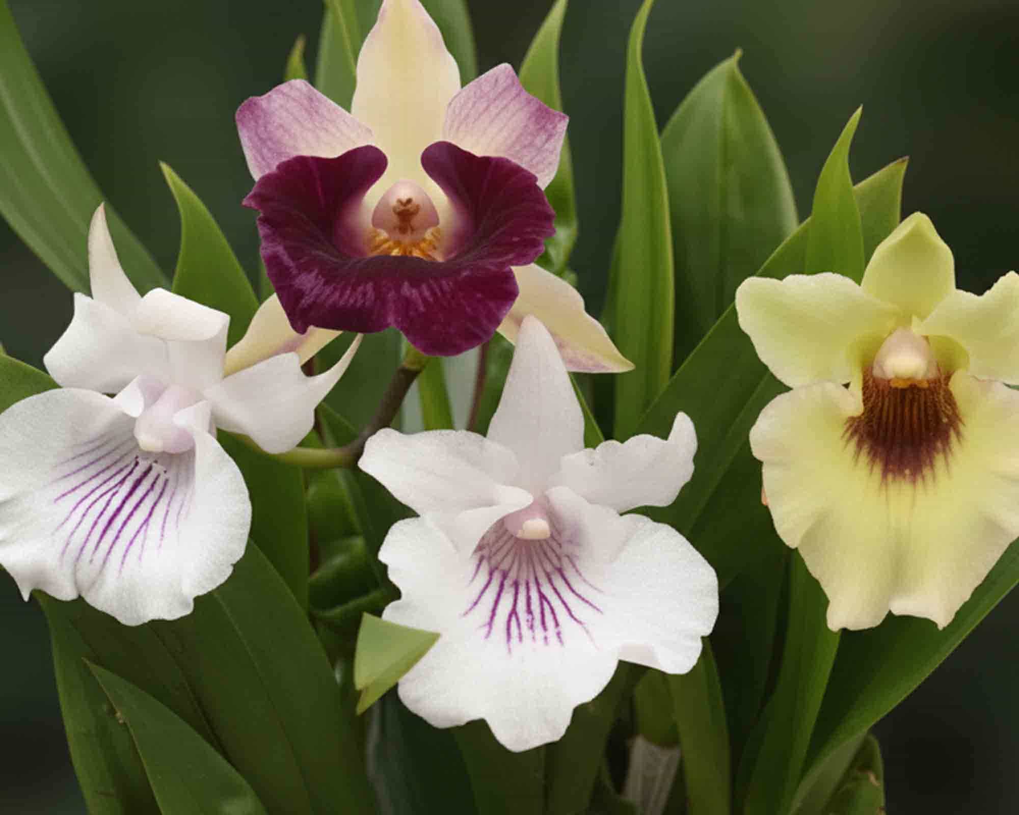 Orchidea Cochleanthus Mix h25 9V - immagine 2