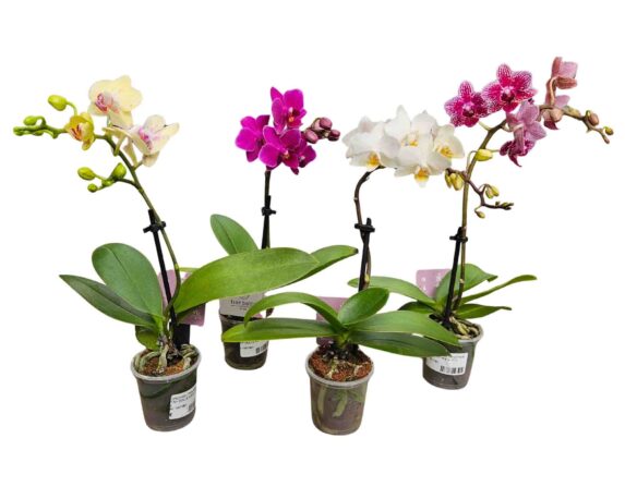 Orchidea Phalaenopsis Tiny Dolls Mix