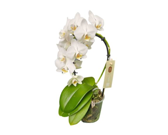 Orchidea Phalaenopsis Mini Arco
