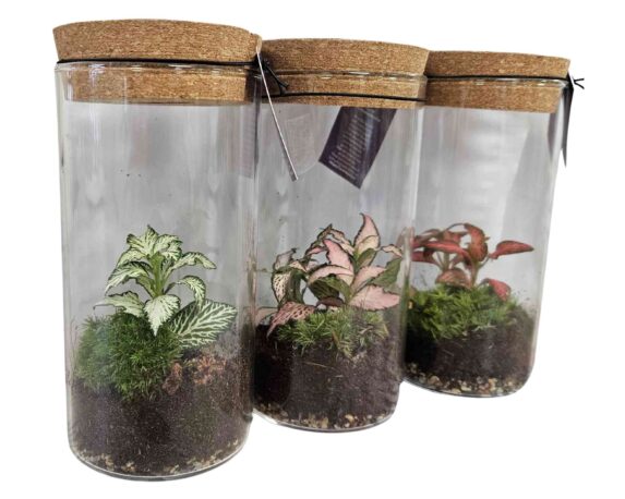 Terrario Sirius Medium con Led e Piante Mix