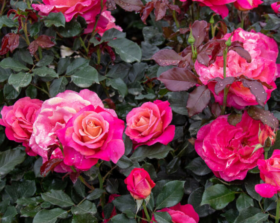 Rosa Belle Epoque Salmone Arancio e Rosa – Barni