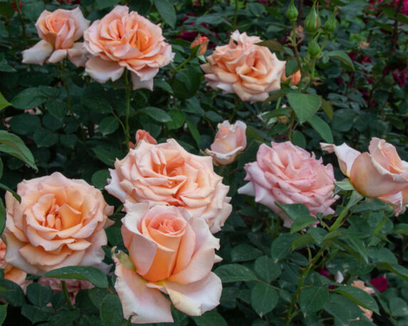 Rosa Luna di Miele Pesca Arancio – Barni