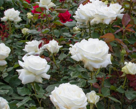 Rosa Papa Giovanni Paolo II Bianco Candido – Barni