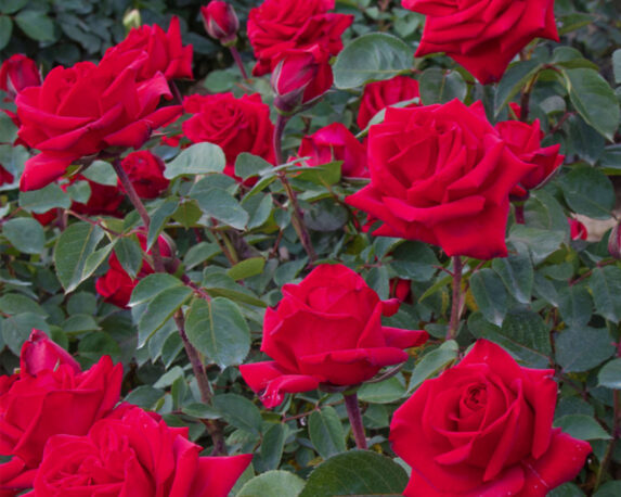 Rosa Valentino Rosso Brillante – Barni