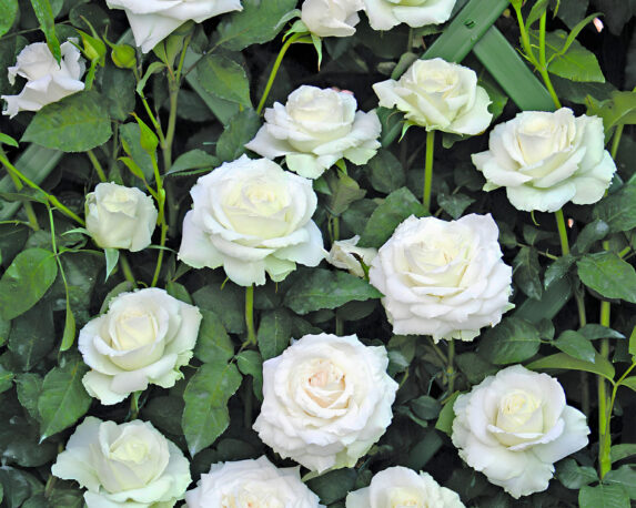 Rosa Mona Lisa Bianco Puro – Barni