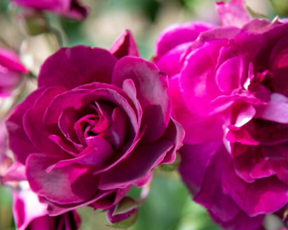Rosa Burgundi Iceberg Prugna Violaceo – Barni
