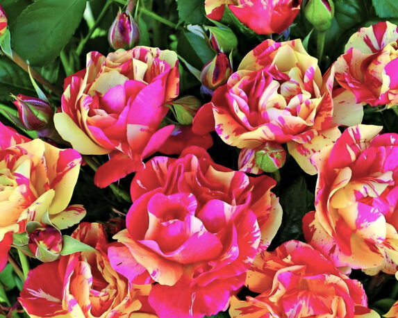 Rosa Carnevale Rosso Striato Giallo – Barni