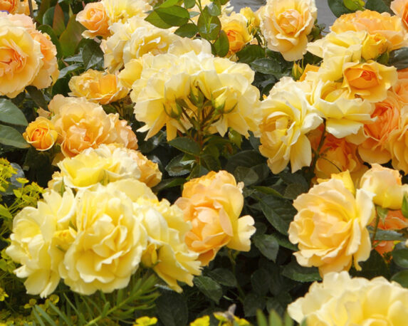 Rosa Hansestadt Rostock Giallo Albicocca – Barni