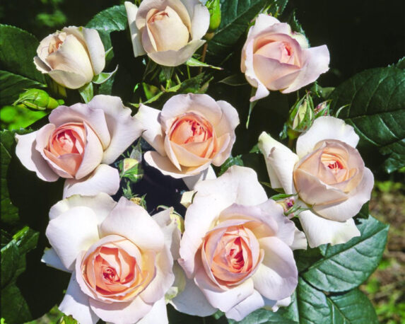 Rosa Sans Souci Crema Rosato – Barni