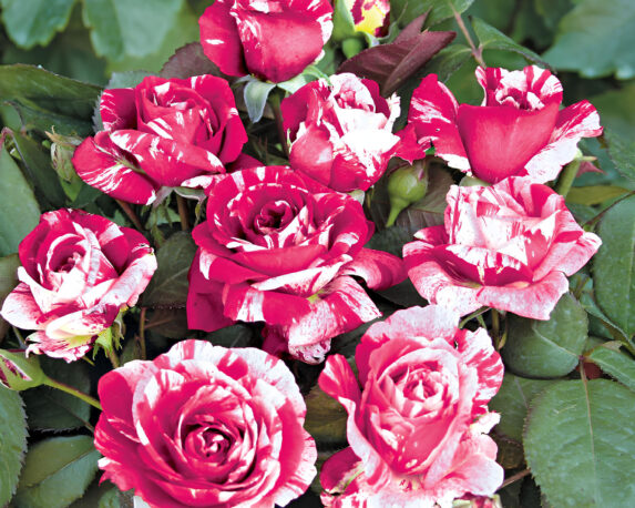 Rosa Sentimental Rosso Striato Bianco – Barni